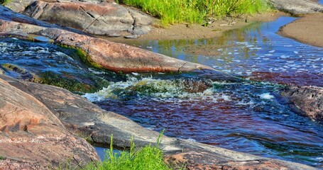 crocodile in the water