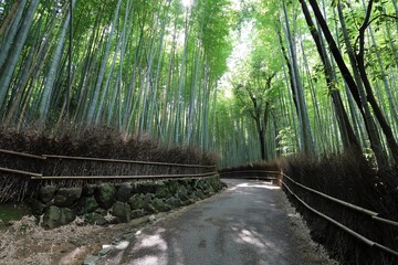 Fototapeta premium 嵐山 竹林の小径