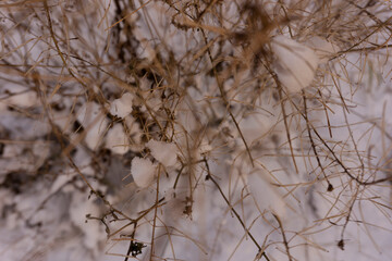Light blurred background. Plants in the winter in the snow.Copy space. Top view