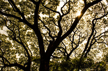 Sun light piercing through dense and textured leaves