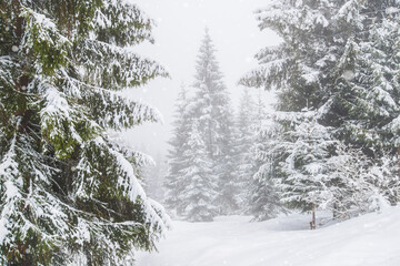 Bewitching stern panorama of tall fir trees