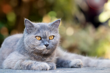 Obraz premium Beautiful and funny looks of a cute cat