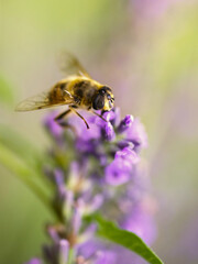 Bumblebee on lavender