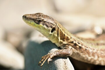 Female of green lizard