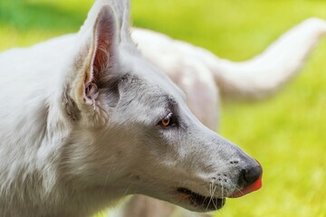 White swiss shepherd.