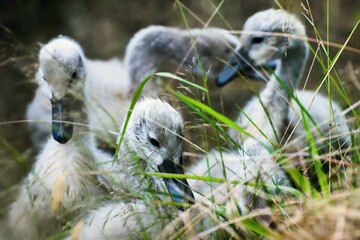 Young swans on meadow.