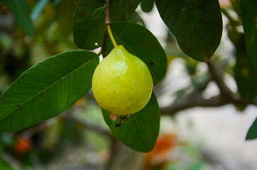 Pink Guava, one of higher content vitamin C.