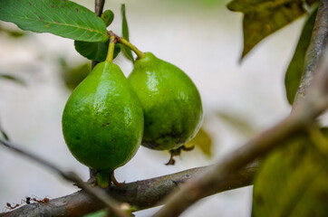 Pink Guava, one of higher content vitamin C.