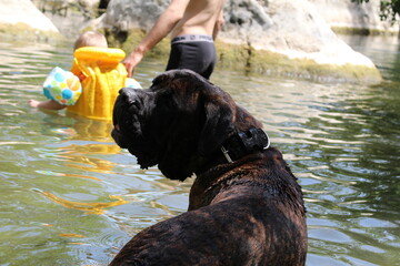 chien cane corso se baignant en famille