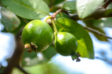 Pink Guava, one of higher content vitamin C.