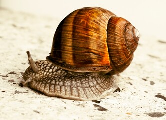 Moving garden snail on marmor ground