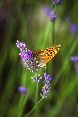 Orange butterfly on lavender.