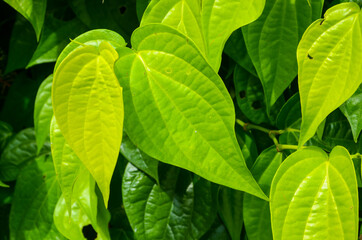 The betel is a vine of the family Piperaceae, which includes pepper and kava. Betel leaf is mostly consumed in Asia, and elsewhere in the world by some Asian emigrants. - obrazy, fototapety, plakaty