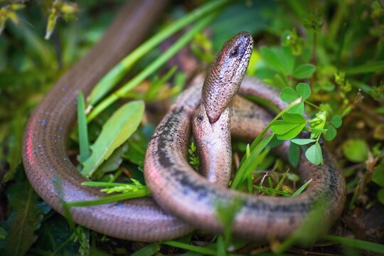 A pair of slow-worm (anguis fragilis) holds head during  courtship.