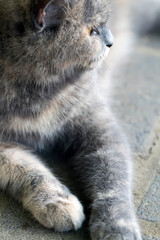 Fototapeta premium Beautiful and funny looks of a cute cat