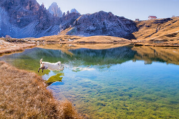 Weißer Schäfer-Hund springt in den klaren Moorsee vor der Alpenkulisse der Drei Zinnen in den Dolomiten