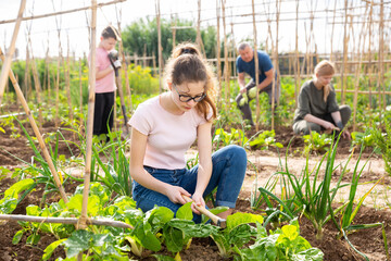 Girl teenager with chopper removes weeds from garden beds. Helping parents in the garden