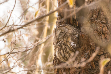 Sleeping brown owl (strix aluco) in his own nest