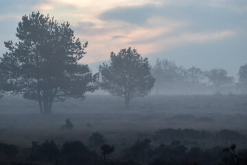 Fototapeta na wymiar Misty hearther in the morning on the Veluwe