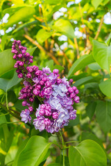 Lilac flowers on a background of green leaves in spring