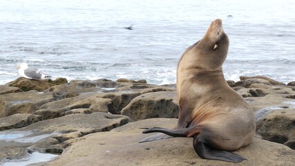 Sea lion on the rock in La Jolla. Wild eared seal resting near pacific ocean on stone. Funny wildlife animal lazing on the beach. Protected marine mammal in natural habitat, San Diego, California USA