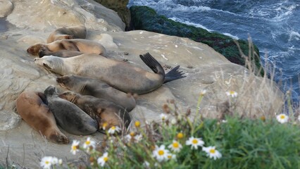 Sea lions on the rock in La Jolla. Wild eared seals resting near pacific ocean on stones. Funny lazy wildlife animal sleeping. Protected marine mammal in natural habitat, San Diego, California, USA
