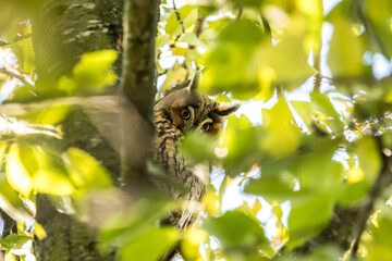 Beatiful oranje eyes of a long eared owl watching between the leaves.