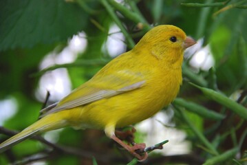 
Yellow canary (Serinus mozambicus), Canary Islands, Tenerife
