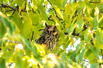 Northern long eared owl (Asio otus) watching and sitting in a tree.