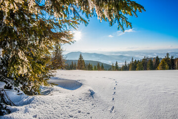 Beautiful view of majestic green spruce trees