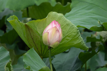 蓮の花・蕾クローズアップ中