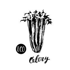 Hand drawn ink celery with lettering