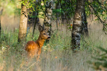 Roe deer in the sun on the veluwe.