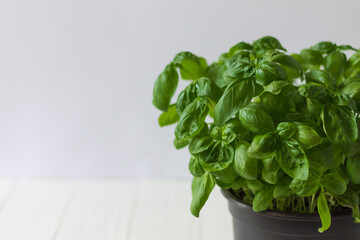 pot of basil on white wooden background