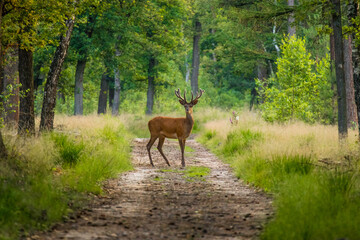 Naklejka na ściany i meble Red deer is standing on the road in the veluwe.