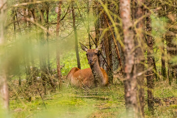 Red deer laying betweens the trees. Pregnant red deer on the veluwe in the Netherlands.