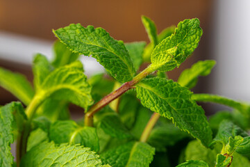 Bunch of fresh green mint leaves close up