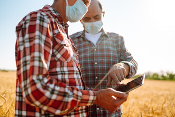 Farmers in sterile medical mask using digital tablet in field of wheat. Covid- 2019. Agriculture...