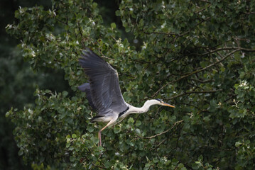 a great gray heron in a dense forest near the river