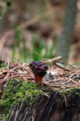Wrinkled morel mushroom in moss in the forest