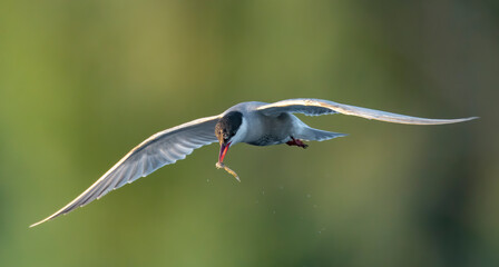 The whiskered tern with a fish in it's beak
