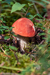 Young orange-cap boletus mushroom in the woods