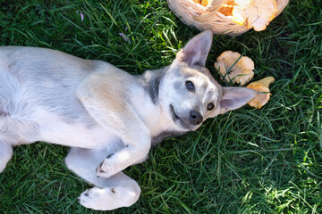 cute little dog laying on the grass near a basket with mushrooms. playful dog in summer sunshine. ready to play dog.