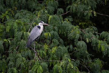 a great gray heron in a dense forest near the river