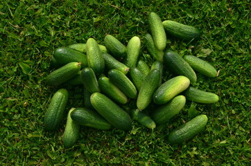 Lots of fresh green cucumbers on green grass