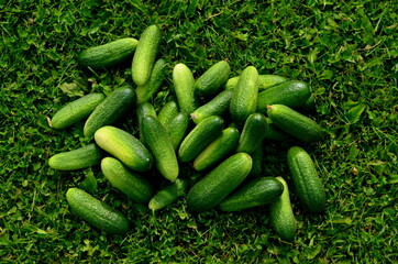 Lots of fresh green cucumbers on green grass