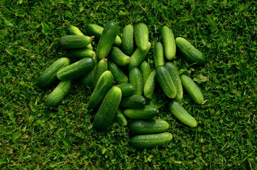 Lots of fresh green cucumbers on green grass
