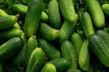 Lots of fresh green cucumbers on green grass