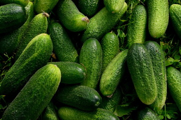 Lots of fresh green cucumbers on green grass