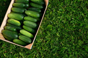 wooden, food, organic, fresh, green, background, healthy, diet, box, vegetable, cucumber, eating,...